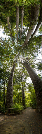 Kauri Forest - NZ